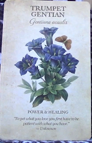 Botanical Inspirations Deck & Book Set